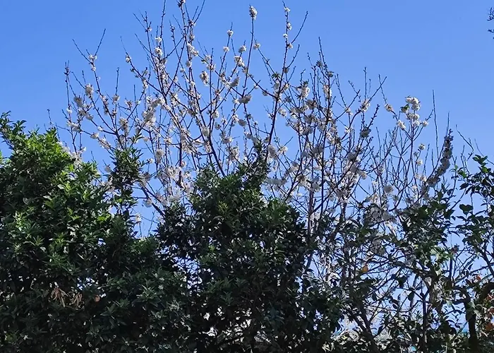 J'adore * سورينتو